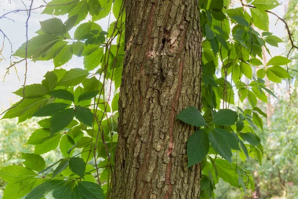 緑の葉を持つ乙女のブドウの茎は落葉樹幹のクローズアップ 背景に沿ってツイン — ストック写真