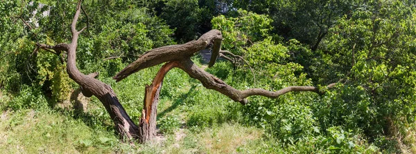 Oude Abrikozenboom Met Gespleten Gebroken Stam Takken Grond Panoramisch Uitzicht — Stockfoto