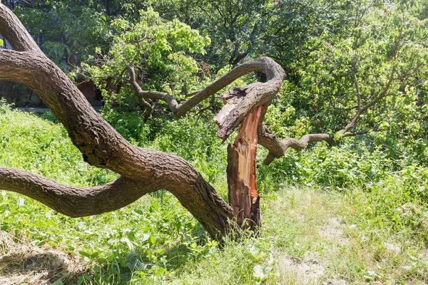 Geknoopte Stam Van Gebroken Gevallen Oude Abrikozenboom Gespleten Storm — Stockfoto