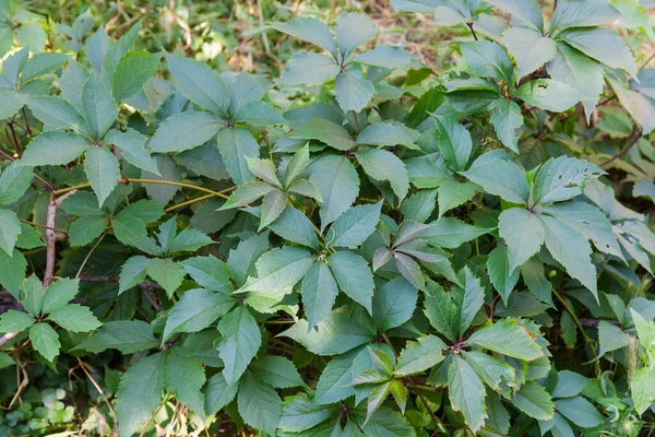 他の植生 断片的なクローズアップのぼやけた背景に地面に忍び寄る緑の葉を持つ乙女のブドウの茎 — ストック写真