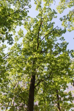 Çok katlı bina ve gökyüzünün arka planında ağaç gövdesi ve dalları olan sıradan bir meşe parçası.