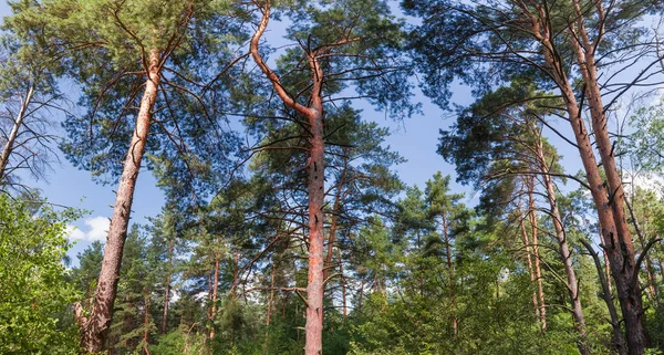 Koffertar Och Kronor Tallar Blandad Barr Och Lövskog Mot Himlen — Stockfoto