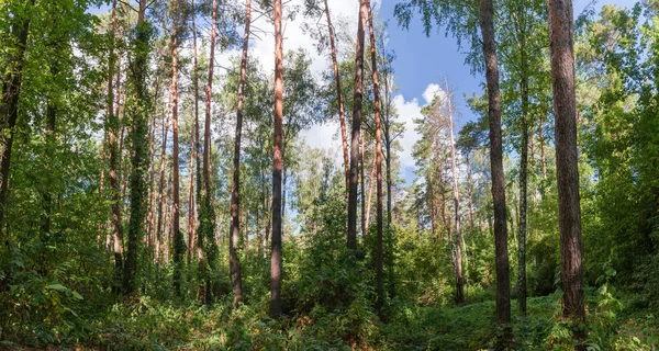 Fragmento Del Bosque Espeso Mixto Hoja Caduca Coníferas Día Verano — Foto de Stock