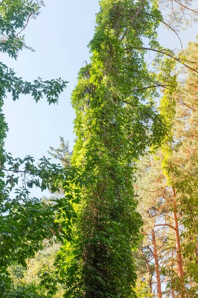 Tronco Árbol Estrechamente Entrelazado Con Plantas Trepadoras Bosque Mixto Verano — Foto de Stock