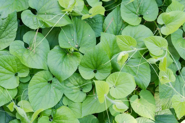 Vista Superior Plantas Trepadoras Con Hojas Verdes Zarcillos Creciendo Arrastrándose —  Fotos de Stock