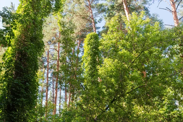 Fragment Den Blandade Sommarskogen Med Trädstammar Sammanflätade Med Klätterväxter Nedersta — Stockfoto