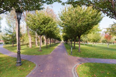 Sonbahar sabahında çimlerin arasında taşlarla döşenmiş ağaçlar ve parktaki çalılarla kaplı yollar buldum.