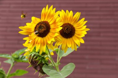Flowering decorative sunflowers growing on a flower bed on a blurred background of brown wall clipart
