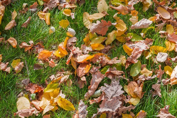 가을에는 낙엽이 사이에 떨어져 잔디밭의 날에는 — 스톡 사진