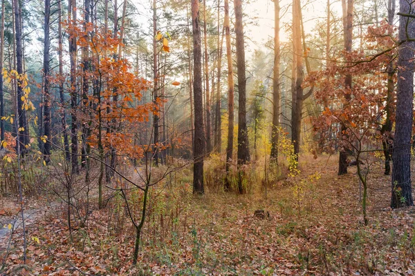 Abschnitt Des Laub Und Nadelmischwaldes Gegenlicht Herbstmorgen — Stockfoto