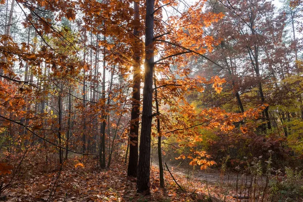 Sektion Skogen Med Röda Ekar Förgrund Bakgrundsbelysning Hösten Morgon — Stockfoto