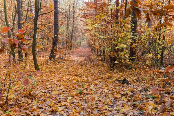 Sezione Della Foresta Con Apertura Stretta Centro Coperta Fogliame Caduto — Foto Stock