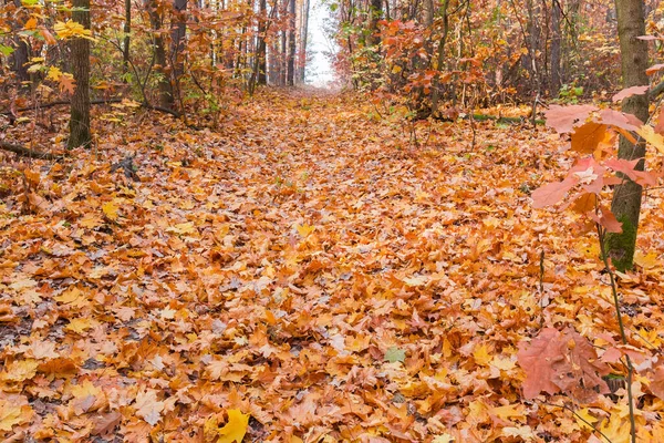 Düşmüş Yapraklarla Kaplı Dar Bir Açıklıkla Ormanın Bir Bölümü — Stok fotoğraf