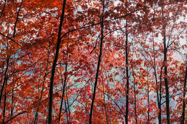 Background Branches Trunks Young Red Oaks Autumn Leaves Forest — Stock Photo, Image