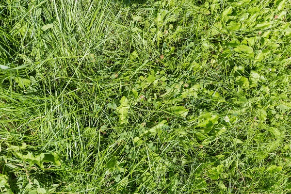 Tło Fragmentu Trawnika Pokrytego Niewymiarową Trawą Widok Góry Tekstura — Zdjęcie stockowe