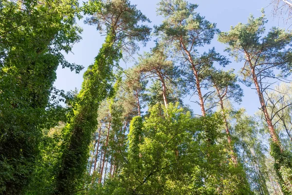 Fragment Skogen Med Träd Sammanflätade Med Klätterväxter Sommaren Nedifrån Och — Stockfoto