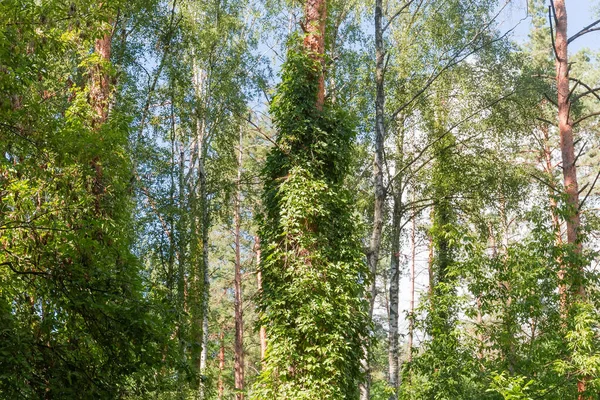 Fragment Skogen Med Trädstammar Sammanflätade Med Klätterväxter Sommaren — Stockfoto