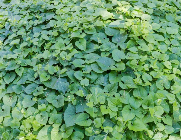 Fragmento Clareira Floresta Coberto Com Plantas Escalada Com Folhas Verdes — Fotografia de Stock