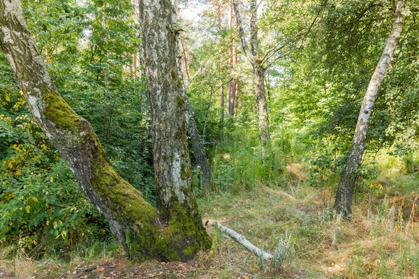 两棵长满苔藓的老桦树树干的底部 从森林的一个地方长出 — 图库照片