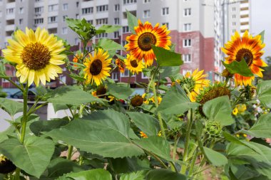 Flowering decorative sunflowers growing on a flower bed on a blurred background of multistory building clipart