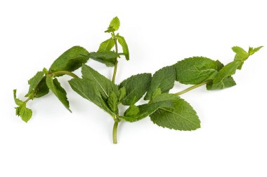 Taze nane şekerinin dalları beyaz arka planda, yakın plan, üst manzara