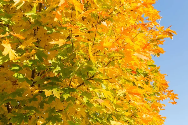 Parte Las Ramas Arce Con Hojas Otoño Varicoloradas Brillantes Ubicadas — Foto de Stock