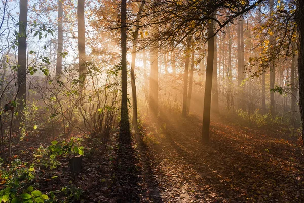 Avdelning Lövskogen Bakgrundsbelysning Med Solstrålar Dimma Höstmorgonen — Stockfoto