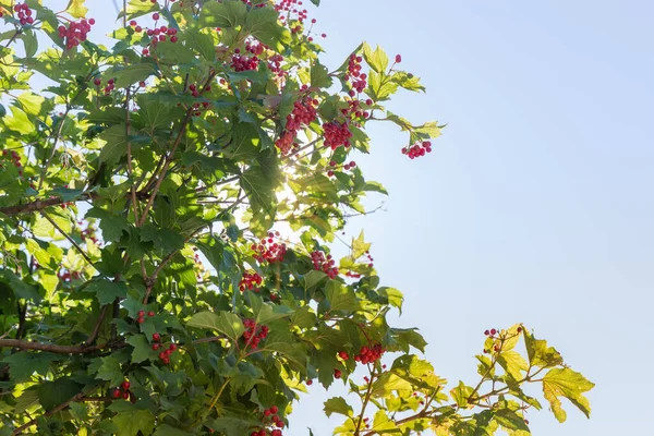 Branches Viorne Avec Des Grappes Baies Rouges Mûres Contre Ciel — Photo