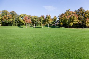 Sonbahar ormanı ve gökyüzünün arka planında biçilmiş çimlerle çevrili.
