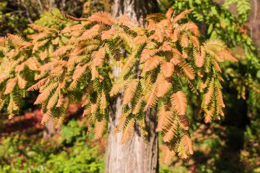 Small branches of the Metasequoia glyptostroboides, also known as dawn redwood, with autumn leaves on a blurred background of trunk and other trees clipart