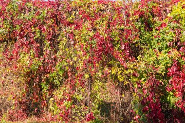 Genç kız üzümleri ve diğer sonbahar yapraklı tırmanma bitkilerinden yapılan çitin bir parçası, arka plan