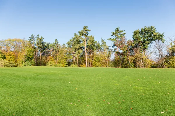 Rasen Mit Gemähtem Gras Vor Dem Hintergrund Des Herbstlichen Mischwaldes — Stockfoto