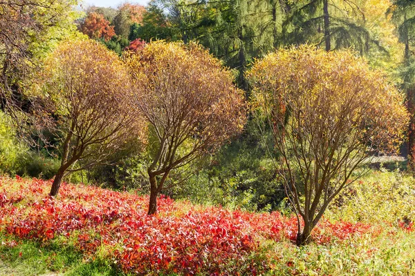 Sonbahar Parkının Farklı Yaprak Döken Kozalaklı Bölümleri Genç Ağaçlar Planda — Stok fotoğraf