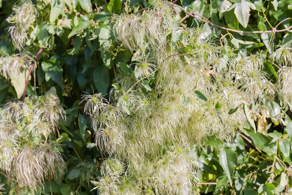 Takken Van Clematis Ook Bekend Als Baard Van Oude Man — Stockfoto