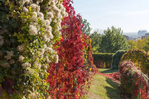 Coberturas Con Clematis Con Cabezas Semilla Inmaduras Uvas Solteras Con — Foto de Stock