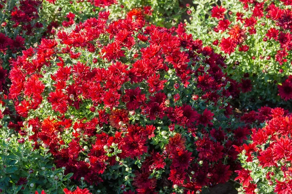 Fragment Van Het Bloembed Met Bloeiende Kleine Donkerrode Chrysanten Zonnige — Stockfoto