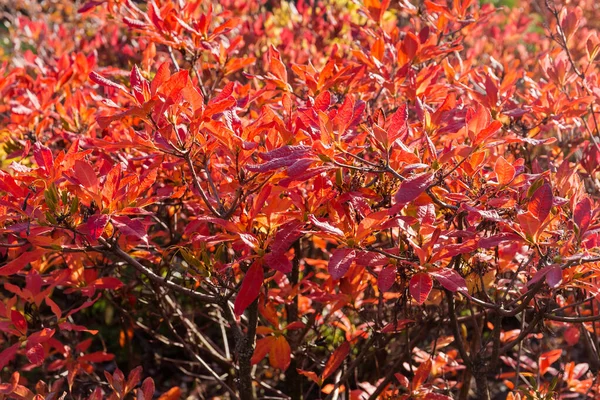Arbustos Rododendro Caduco Com Folhas Outono Vermelho Brilhante Close Foco — Fotografia de Stock