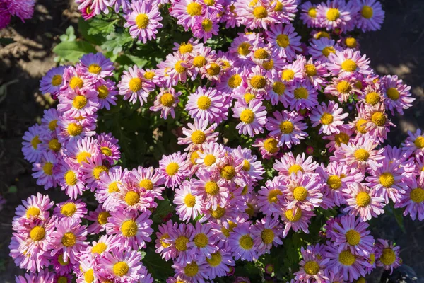 Fragment Flowerbed Blossoming Purple Yellow Chrysanthemums Autumn Sunny Day Top — Stock Photo, Image