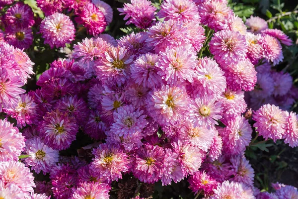 Fragmento Canteiro Flores Com Crisântemos Roxos Florescentes Outono Dia Ensolarado — Fotografia de Stock