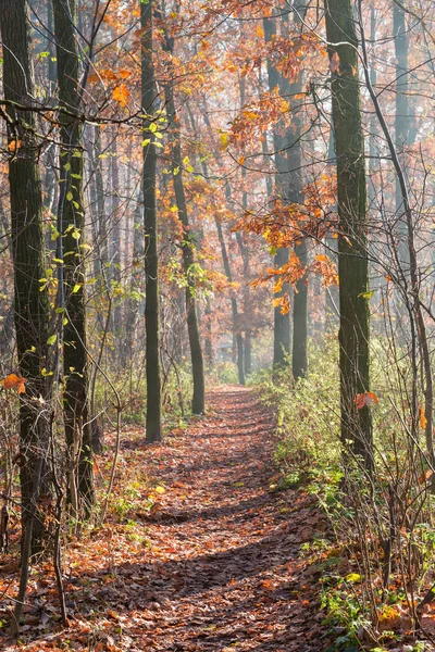 Sendero Bosque Caducifolio Otoño Cubierto Hojas Caídas Otoño Mañana Soleada — Foto de Stock