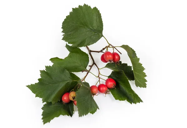 Zweig Des Weißdorns Mit Grünen Blättern Und Reifen Roten Früchten — Stockfoto