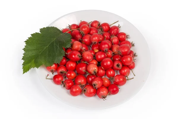 Frutti Biancospino Rosso Maturo Raccolti Foglia Biancospino Sul Piatto Bianco — Foto Stock