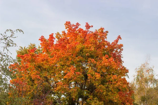 Akçaağacın Tepesinde Parlak Sonbahar Yaprakları Bulutlu Gökyüzünün Arka Planında Diğer — Stok fotoğraf