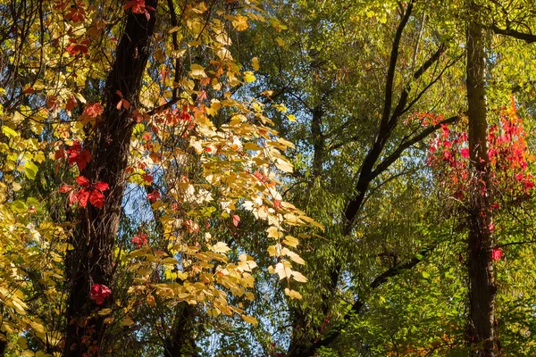 Stonky Různých Horolezeckých Rostlin Pestrobarevnými Podzimními Listy Provázky Podél Kmenů — Stock fotografie