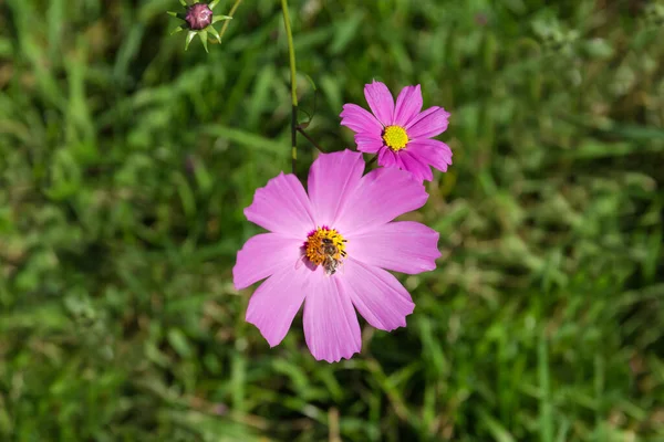 背景のぼやけた花壇に紫色のコスモスの花を咲かせ 選択的な焦点でクローズアップします — ストック写真