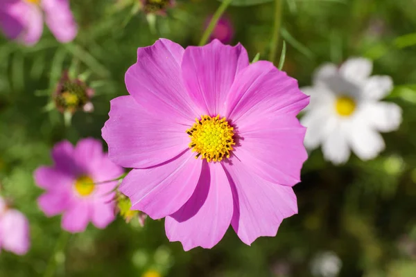 背景のぼやけた花壇に紫色のコスモスの花を咲かせ 選択的な焦点でクローズアップします — ストック写真