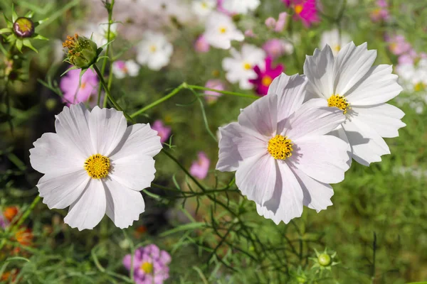 Cosmos Blanco Flores Que Crecen Macizo Flores Sobre Fondo Borroso — Foto de Stock