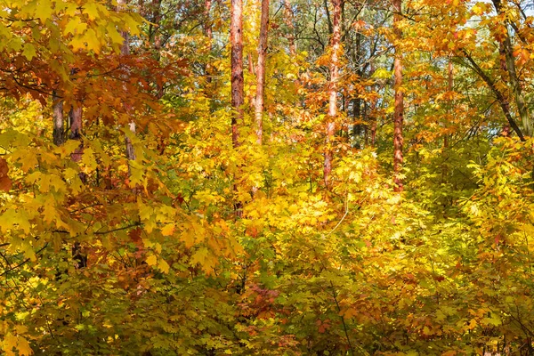 Fragment Hustého Smíšeného Lesa Pestrobarevným Podzimním Listím Popředí Slunečného Dne — Stock fotografie