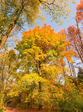Parlak sonbahar yaprakları olan yaşlı akçaağaç, akşam ışığında doğal parktaki diğer ağaçların arasında.