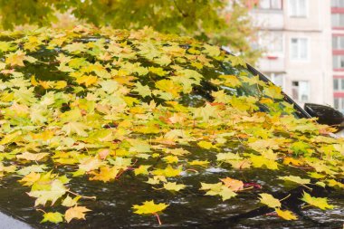 Çatı, ön cam ve siyah arabanın kaputu sonbaharda ıslak akçaağaç yapraklarıyla kaplı, seçici bir odak noktası var.